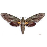 AMPHONYX LUCIFER LUCIFER